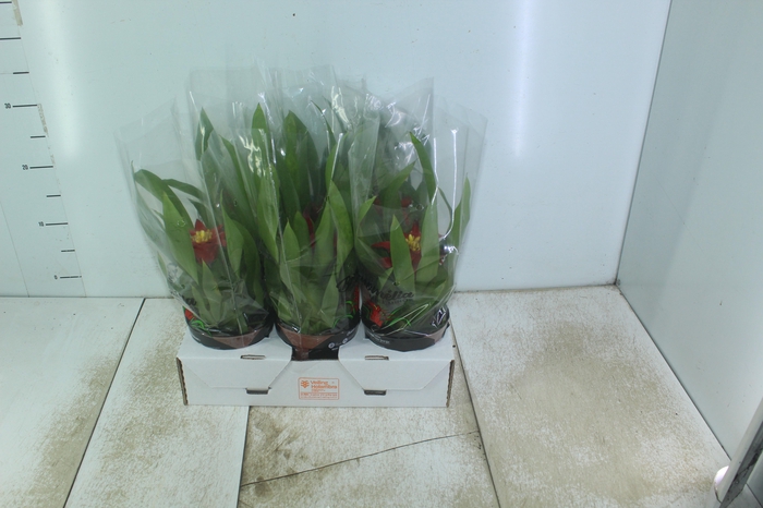 <h4>GUZMANIA MINOR P12 VARIADO</h4>