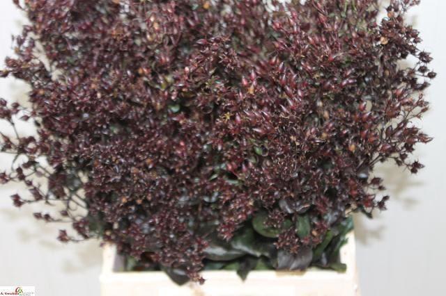 <h4>PENSTEMON DARK TOWERS</h4>