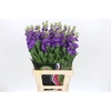 Matthiola Iron Purple