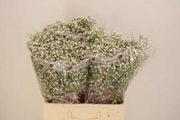 <h4>GYPS PA XLENCE</h4>