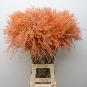 Dried Stipa Feather Salmon