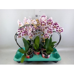 Phalaenopsis   ...