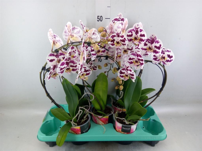 <h4>Phalaenopsis   ...</h4>