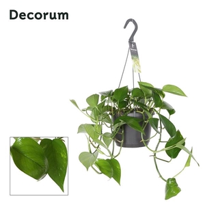 Epipremnum pinnatum 'Aureum' (hang)
