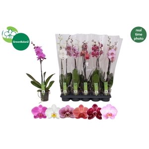 PHAL GEM
