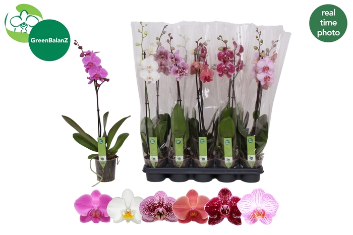 <h4>PHAL GEM</h4>