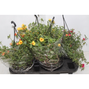 PORTULACA C21