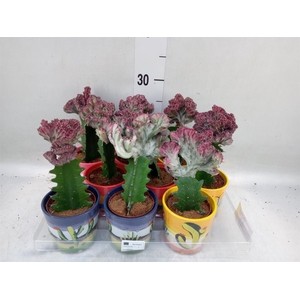 Euphorbia lactea 'Cristata'