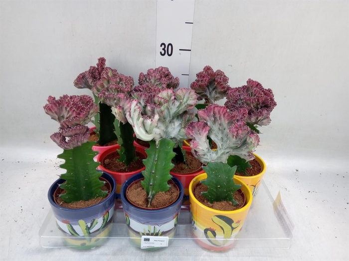 <h4>Euphorbia lactea 'Cristata'</h4>