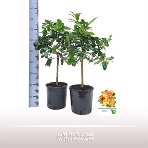 Citrus Hystrix op stam