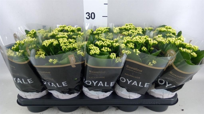 <h4>Kalanchoe blos. 'RosDon Dione'</h4>