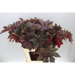 Ricinus Com Impala