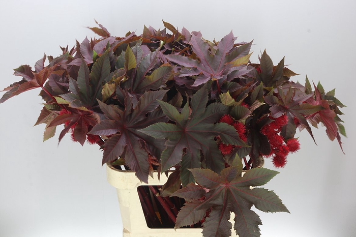 <h4>Ricinus Com Impala</h4>