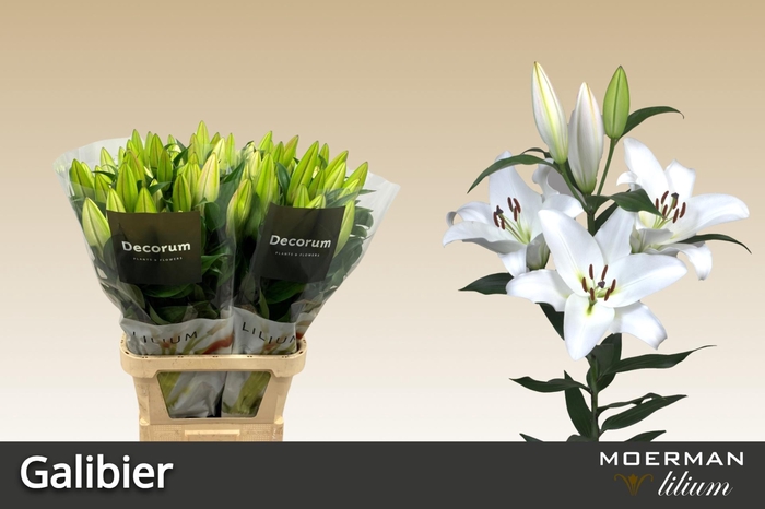 <h4>LI OT GALIBIER</h4>