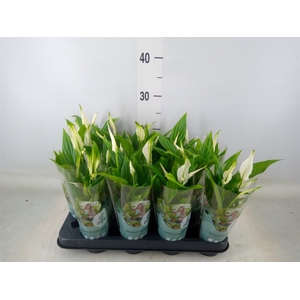 Spathiphyllum  'Pearl Cupido'