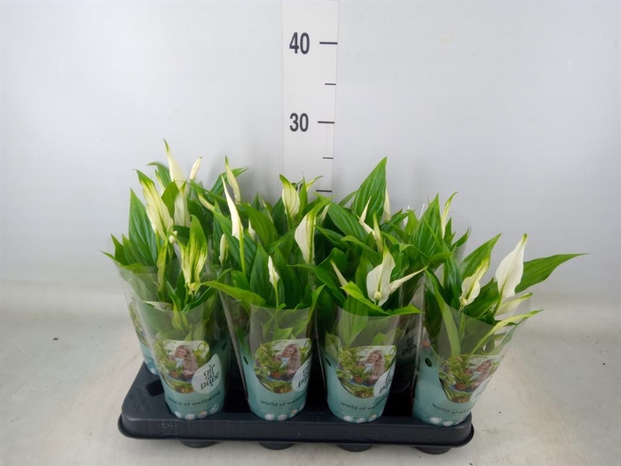 <h4>Spathiphyllum  'Pearl Cupido'</h4>