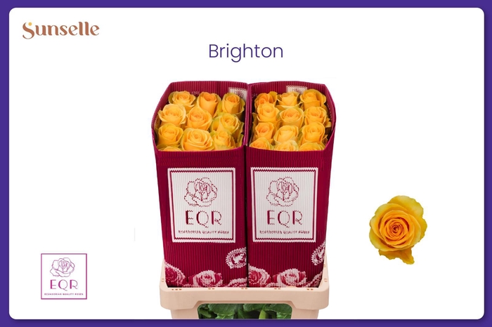 <h4>R GR BRIGHTON</h4>