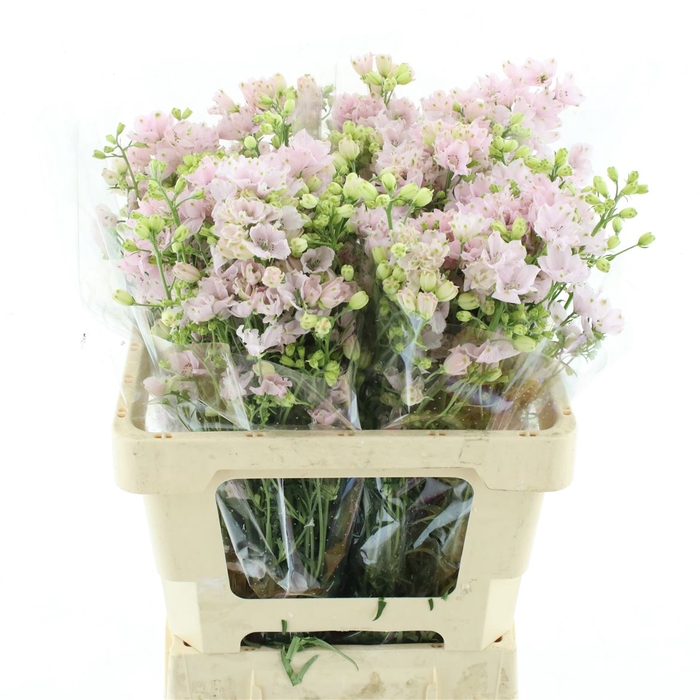 <h4>Delphinium Jenny' Pearl Pink</h4>