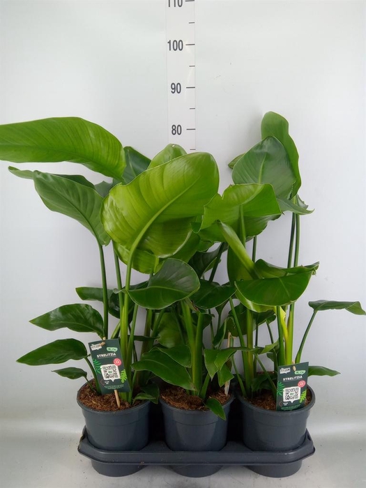 <h4>Strelitzia nicolai</h4>