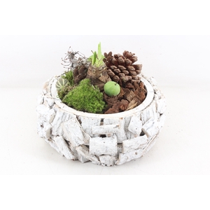 arr4 amaryllis MB - Schors white bol XL