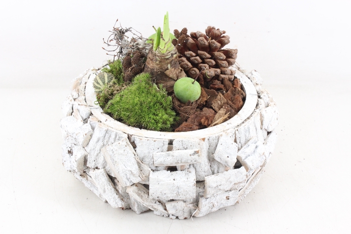 <h4>arr4 amaryllis MB - Schors white bol XL</h4>