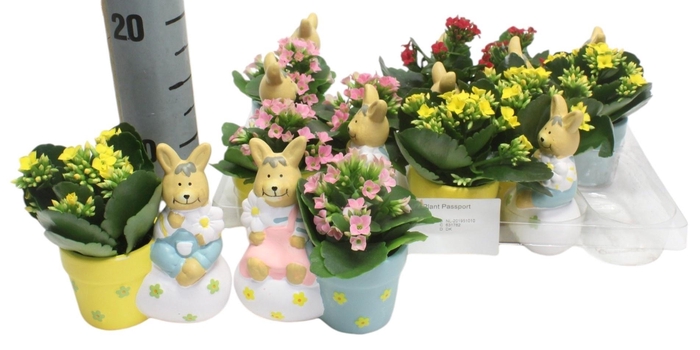 <h4>ARR KALANCHOE</h4>