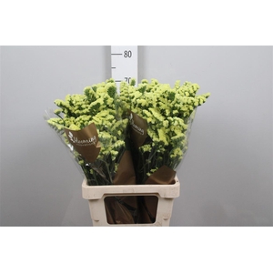 Lim S Canary Sun Birds