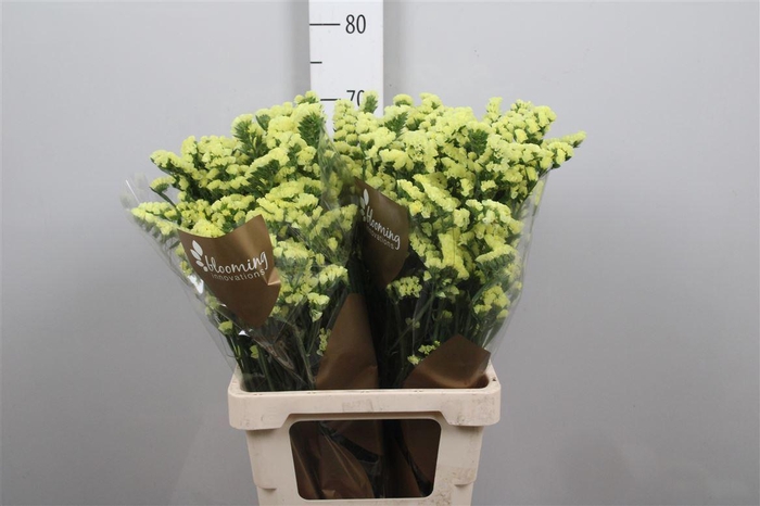 <h4>Lim S Canary Sun Birds</h4>