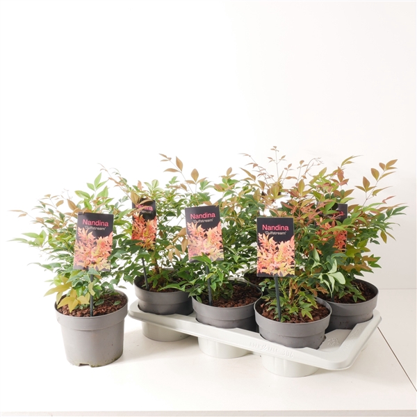 <h4>Nandina domestica 'Gulfstream' P17</h4>