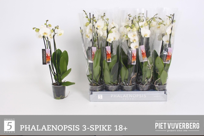 <h4>PHAL OV WIT</h4>