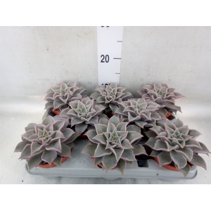 Echeveria   ...