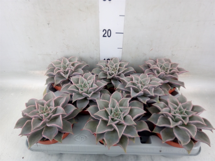 <h4>Echeveria   ...</h4>
