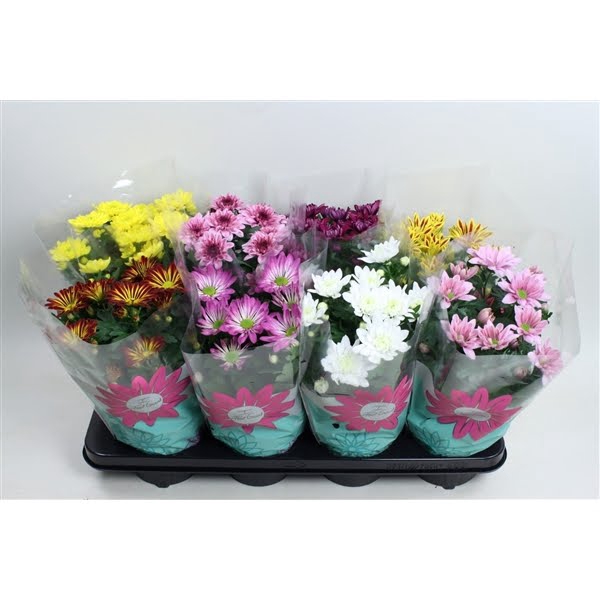 <h4>Chrysant Overig Gemengd</h4>