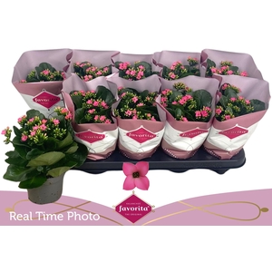 KAL EN BEL ROSA PINK