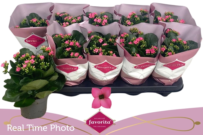 <h4>KAL EN BEL ROSA PINK</h4>