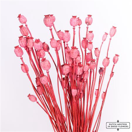 <h4>DRIED PAPAVER X5 CERISE BUNCH</h4>