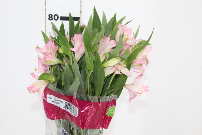 <h4>ALSTROEMERIA DUBAI 080 CM</h4>