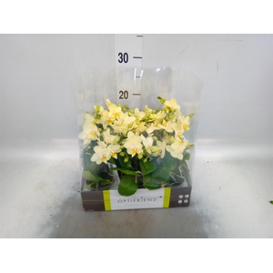 Phalaenopsis multi.   ...yellow