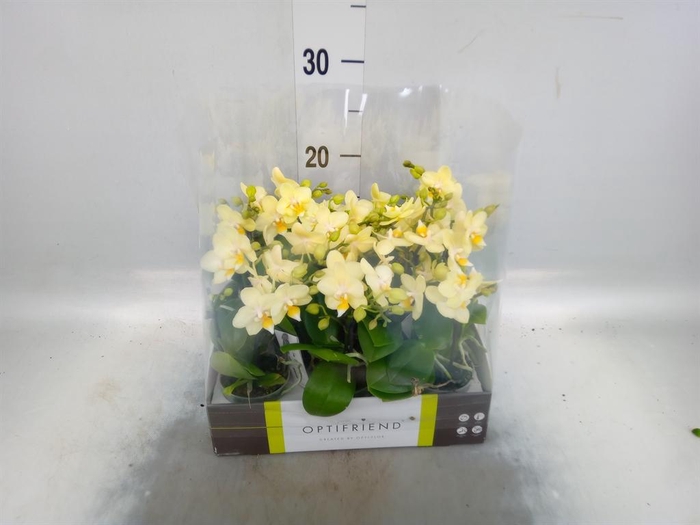 <h4>Phalaenopsis multi.   ...yellow</h4>