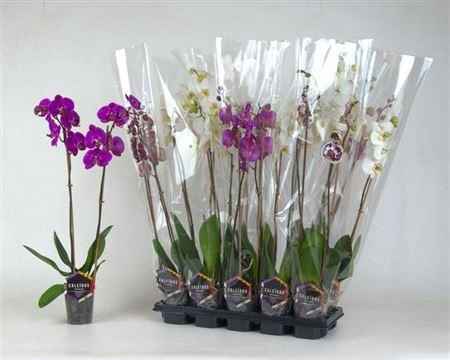 <h4>** Phal Gem 2 Branches 12+ Autumn Promo *</h4>