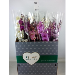 Phalaenopsis   ...mix