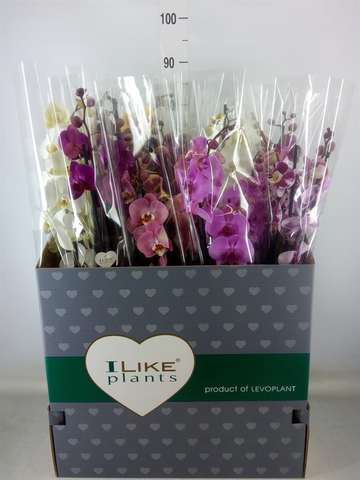 <h4>Phalaenopsis   ...mix</h4>