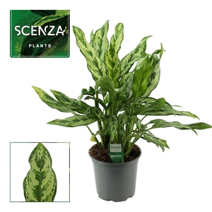 Aglaonema 17 cm Miss Julliette (Scenza)