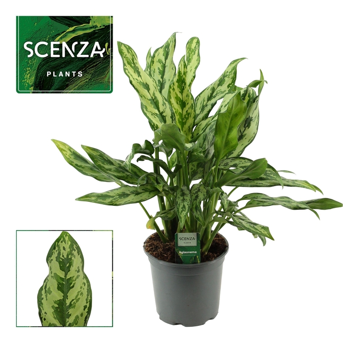 <h4>Aglaonema 17 cm Miss Julliette (Scenza)</h4>