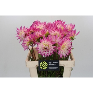 Dahlia Haily Jane