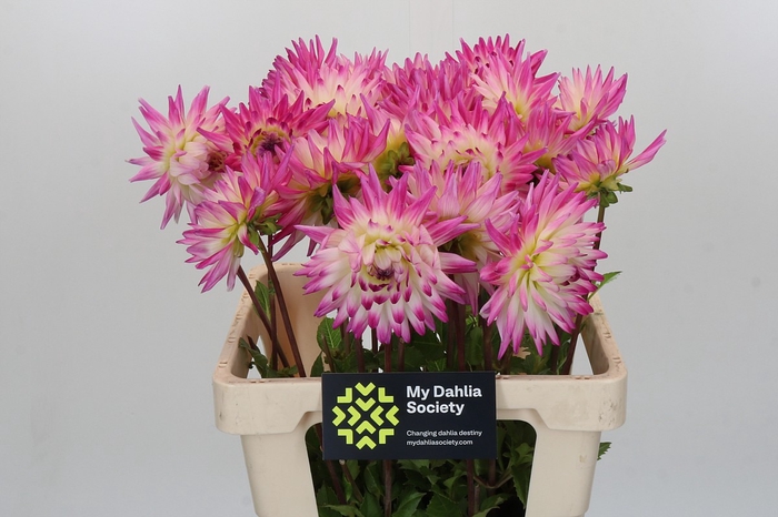 <h4>Dahlia Haily Jane</h4>
