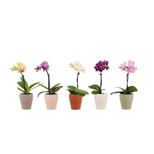 Anna Tiny Dolls Mix 1T7+