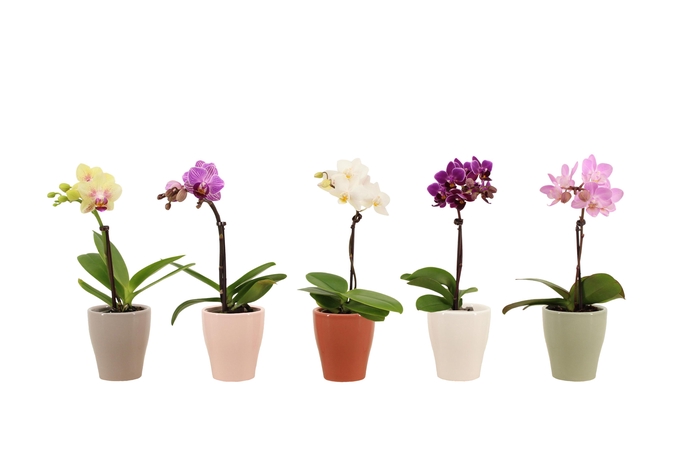 <h4>Anna Tiny Dolls Mix 1T7+</h4>