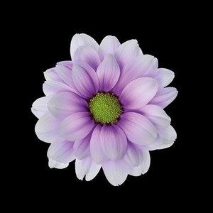 Chr T Kennedy Pastel Milka