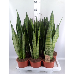 Sansevieria zeylanica
